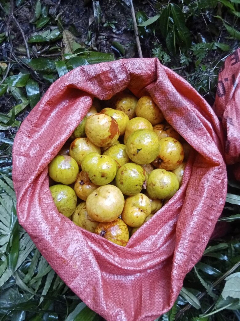 Thứ quả amp;#34;vô danhamp;#34; thành đặc sản đắt giá: Hương thơm khiến nhiều người mê mẩn lại cực tốt cho sức khỏe - 5