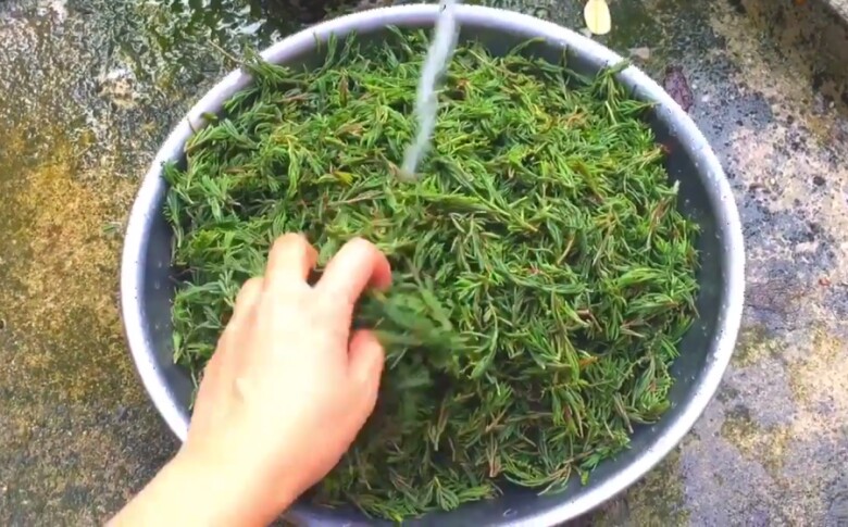 Thứ rau amp;#34;ăn sương hít khí trờiamp;#34; xưa rẻ bèo không ai mua, nay thành đặc sản người thành phố lùng tìm - 4