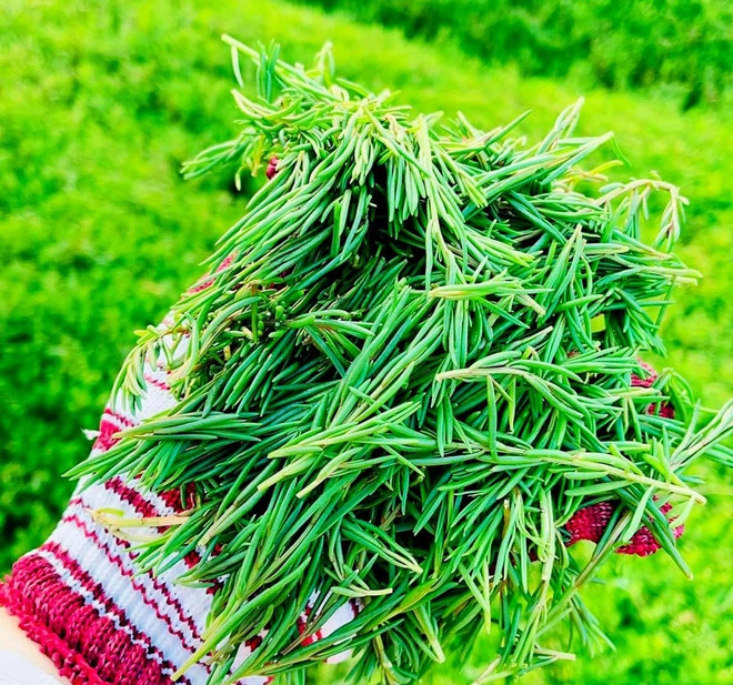 Thứ rau amp;#34;ăn sương hít khí trờiamp;#34; xưa rẻ bèo không ai mua, nay thành đặc sản người thành phố lùng tìm - 2