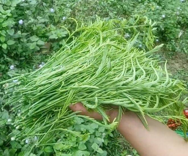 Thứ rau rừng một người ăn là cả làng bịt mũi vì quá amp;#34;bốc mùiamp;#34;: Là đặc sản độc nhất Tây Bắc, du khách tranh giành mua làm quà - 1