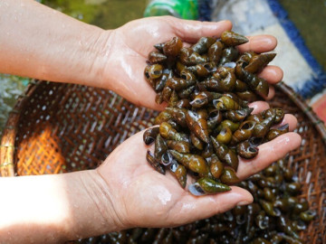 Thứ được xem là lộc trời cho của người dân Quảng Bình, là đặc sản chỉ dành đãi khách quý