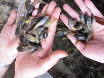 Loài vật nhìn nổi da gà lại là đặc sản ở Thanh Hóa, chuyên dùng đãi khách quý