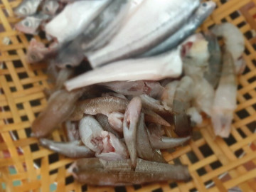 Cá nhà nghèo nay lên đời thành đặc sản dân thành phố săn lùng, đặt hàng trước cả tháng mới có