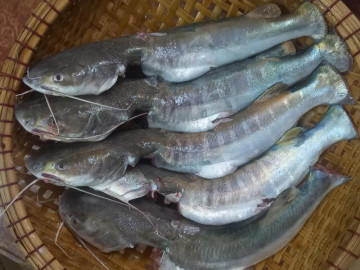Loài cá có cái tên nguy hiểm là đặc sản Cà Mau: Đánh bắt cực khó, ăn thử một lần là mê liền