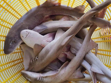 Loài cá như thủy quái ở Quảng Bình khiến nhiều người chạy mất dép lại là đặc sản cực hiếm, chỉ dùng đãi khách quý