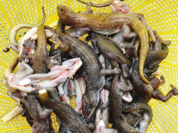 Loài vật vẻ ngoài khiến ai cũng rợn người là đặc sản chỉ có ở Tây Ninh, làm mồi nhậu thì hết chỗ chê