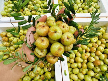 Loại quả khổ tận cam lai rụng đầy trên núi không ai nhặt: Từ thứ quả dại đến cơn sốt chợ mạng