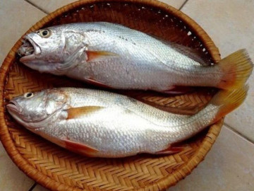 Loài cá nhà nghèo có cái tên nghe đã chậm chạp, xưa bị chê bai nay thành đặc sản xuất khẩu nước ngoài