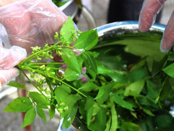 Thứ lá nghe tên đã buồn nẫu lại là linh hồn của một đặc sản An Giang, lọt top món ăn tiêu biểu Kỷ lục Châu Á