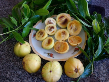Thứ quả vô danh thành đặc sản đắt giá: Hương thơm khiến nhiều người mê mẩn lại cực tốt cho sức khỏe