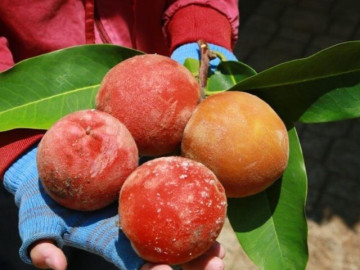 Loại quả có cái tên nên thơ là đặc sản nổi tiếng Sóc Trăng, cả quả và cây lá đều tỏa mùi thơm lạ khiến nhiều người tò mò