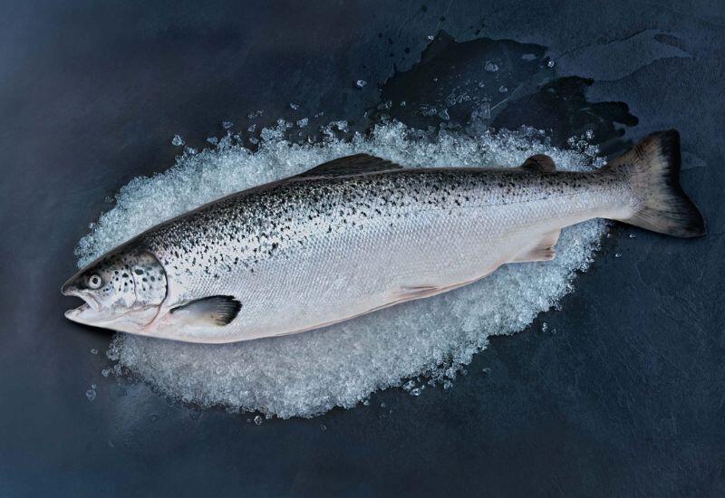 Cá hồi nuôi trong những trang trại đông đúc, môi trường nước không đảm bảo vệ sinh. Cá được nuôi bằng thức ăn chế biến sẵn nên nguy cơ tồn dư các chất gây hại là rất lớn. So với cá hồi tự nhiên, hàm lượng omega-3 trong cá hồi nuôi thấp hơn, giảm giá trị dinh dưỡng. 