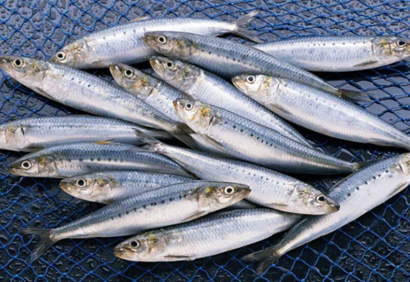 Cá mòi chứa nguồn omega-3 dồi dào, cùng với protein, vitamin và canxi, có tác dụng chống viêm, hỗ trợ tuần hoàn máu, giảm cholesterol xấu, ngăn ngừa xơ vữa động mạch và tiểu đường. Cá mòi phù hợp với người lớn tuổi và những ai muốn tăng cường sức khỏe tim mạch.
