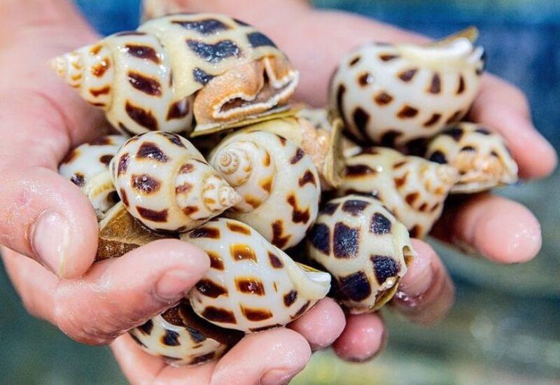 Ốc hương được mệnh danh là “nữ hoàng của các loại ốc” nhờ hương vị thơm ngon, thịt giòn ngọt và giàu chất dinh dưỡng. Ốc hương chứa nhiều canxi, sắt và vitamin thiết yếu giúp cơ thể khỏe mạnh. 
