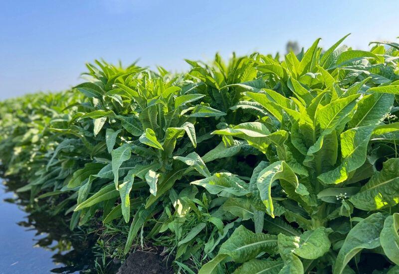 15 loại rau rừng ngon nhất Việt Nam, giàu vitamin và chất xơ, dễ tìm ở ...