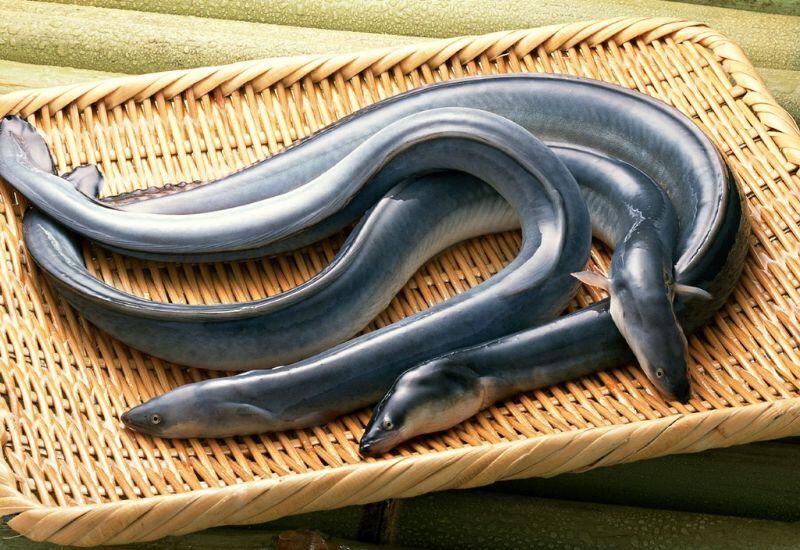 Cá chình di cư xa, nhiều khi sống ở các khu vực bùn đất hoặc vùng nước có lẫn chất thải. Chính đặc điểm này khiến chúng có nguy cơ hấp thụ nhiều thủy ngân, chì, cadmium và nhiễm ký sinh trùng. Vì thế, cá chình được xếp vào nhóm những loại cá nguy hại cho sức khoẻ. 