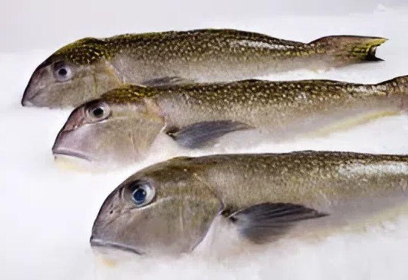 Cá ngói sống ở vùng biển sâu, có tính ăn tạp và tuổi thọ dài, nhờ vậy mà dễ tích lũy lượng lớn thủy ngân từ môi trường nước và thức ăn tự nhiên. Hàm lượng thủy ngân cá ngói nằm trong top cao nhất, sánh ngang với cá mập và cá kiếm, người tiêu dùng nên tránh loại cá này. 