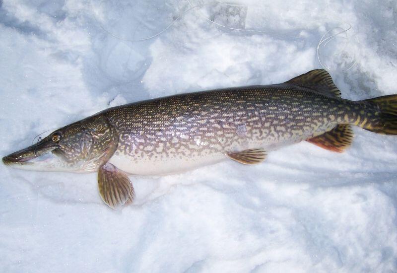 Cá tuyết Chile sống ở vùng biển lạnh, tuổi thọ dài, kích thước lớn và thuộc nhóm cá ăn thịt, vì thế rất dễ tích lũy thủy ngân. Có tới 86% mẫu cá tuyết Chile vượt quá ngưỡng thủy ngân cho phép, khiến loại cá này nằm trong danh sách cá biển nguy hiểm nếu ăn thường xuyên.