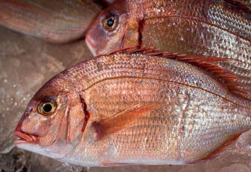 Cá tráp cam có vẻ ngoài sần sùi màu cam đặc trưng, ở vùng biển sâu và có thể sống đến 150 năm. Tuổi thọ dài khiến chúng có nhiều thời gian tích lũy thủy ngân, đây là lý do cá tráp cam thường nằm trong danh sách cá cần tránh, đặc biệt với trẻ em và phụ nữ mang thai. 