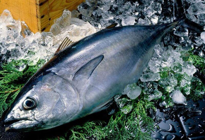 Cá ngừ vây xanh là loài cá có giá trị kinh tế cao nhưng  bị cảnh báo nhiều về mức thủy ngân. Chúng sống lâu năm, di cư nhiều nên tích lũy thủy ngân ở mức nguy hiểm. Việc ăn nhiều cá ngừ vây xanh khiến thủy ngân tích tụ trong cơ thể, dẫn đến ngộ độc...