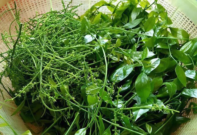 15 loại rau rừng ngon nhất Việt Nam, giàu vitamin và chất xơ, dễ tìm ở ...
