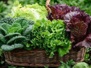 Sức khỏe - Rau sống người Việt thích mê nhưng dễ là “ổ chứa ký sinh trùng”, ăn thế nào mới an toàn, tốt cho sức khỏe?