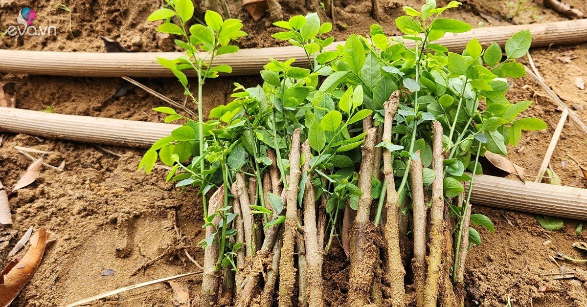 Loại rau trồng 1 lần ăn cả đời, ngọt như hạt nêm, trẻ ăn 1 bát rau này ...