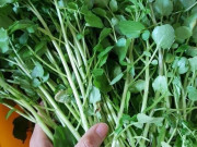 Yêu con - Loại rau tốt nhất thế giới trồng 1 lần ăn mấy chục năm, canxi giàu gấp đôi sữa bò giúp trẻ cao lớn