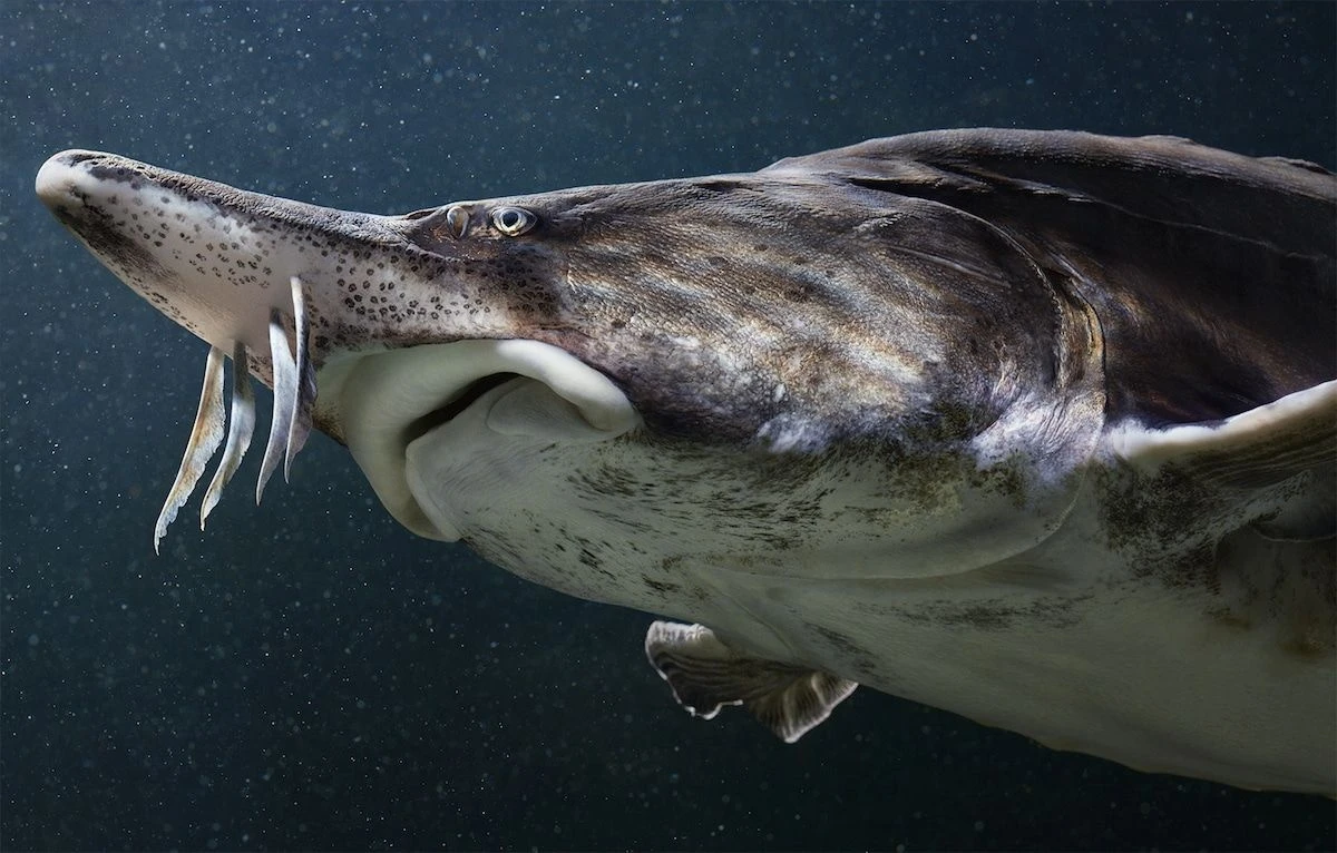Loại cá duy nhất được dùng làm Almas là cá tầm Beluga.