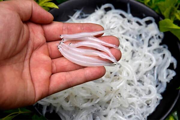 Cá ngần sông Đà mỗi năm chỉ có một lần, người dân lùng sục tìm mua để chế biến các món ăn trong gia đình.