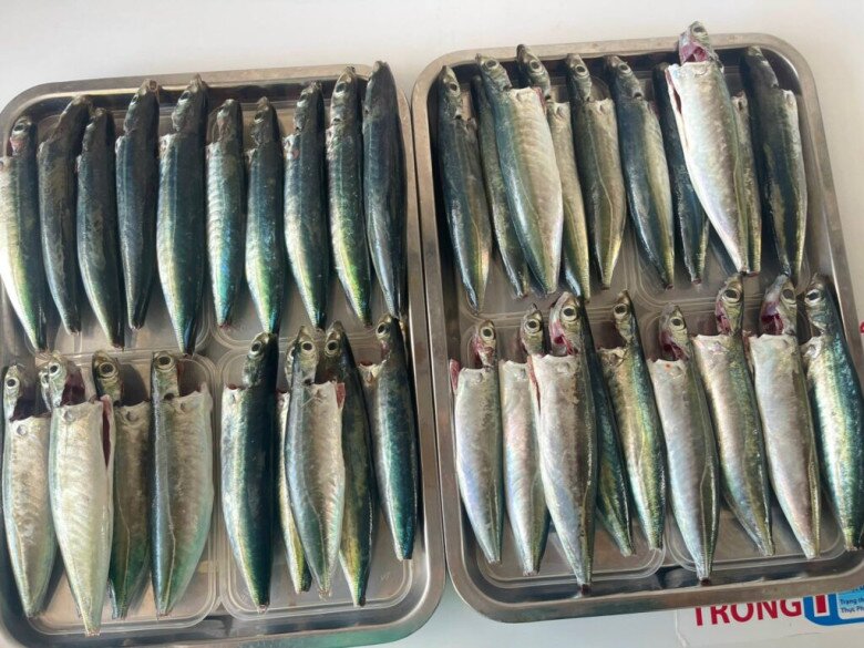 Cá nục có hàm lượng omega-3 nhiều hơn hẳn cá hồi.