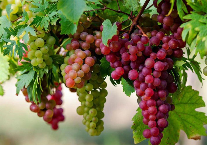 Nho không chỉ giàu dinh dưỡng mà còn có công hiệu trong việc làm đẹp.