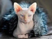 Lifestyle - Những giống chó mèo "ngoài hành tinh" lạ - độc - đẹp mà dân mạng phát cuồng, phải bỏ cả trăm triệu mới mua được