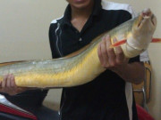 Lifestyle - Loài cá đặc sản ít người biết ở Phú Yên, trong bụng chứa “báu vật” giá 9 triệu đồng/kg, dân thành phố săn lùng mê mẩn