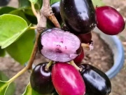 Lifestyle - Loại quả trên rừng xưa chỉ trẻ con nhặt ăn chơi, nay xuống phố thành đặc sản giá cao gấp mấy lần vẫn ùn ùn người mua