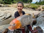 Lifestyle - Loài cá tiến vua “quý như vàng” ở Phú Thọ, nay giá cả chục triệu đồng vẫn được giới đại gia săn lùng mua