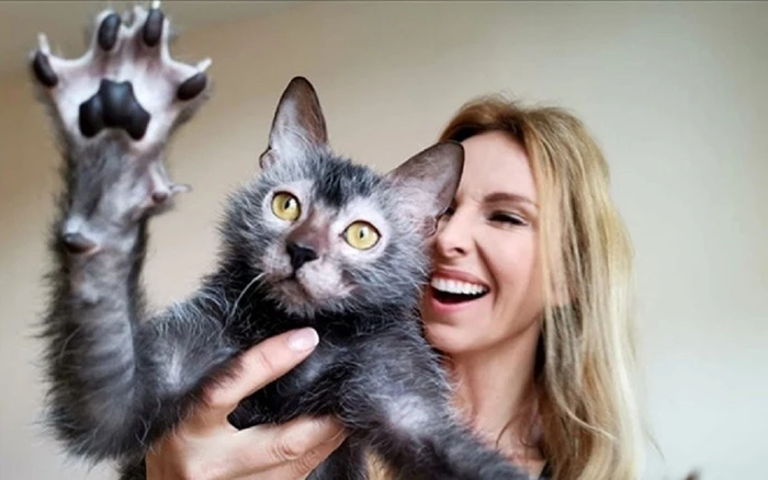 Những giống chó mèo amp;#34;ngoài hành tinhamp;#34; lạ - độc - đẹp mà dân mạng phát cuồng, phải bỏ cả trăm triệu mới mua được - 6