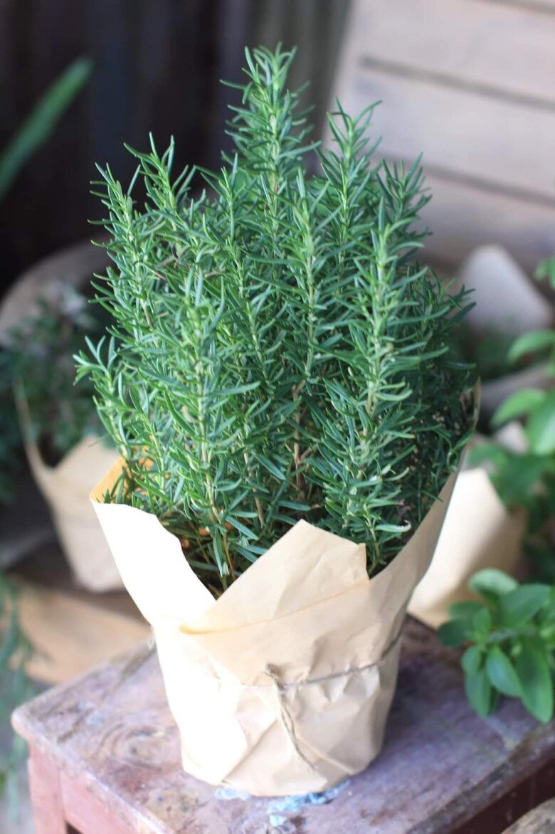 Cây Hương thảo có tác dụng trong việc kích thích mọc tóc.