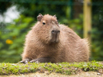 Không cần đến Nam Mỹ, Capybara - thánh chill của thế giới động vật đã về đến Thảo cầm viên Sài Gòn