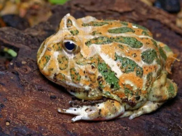 Sinh vật ngoài hành tinh đang thành thú cưng độc lạ, muốn sở hữu phải chi tiền triệu