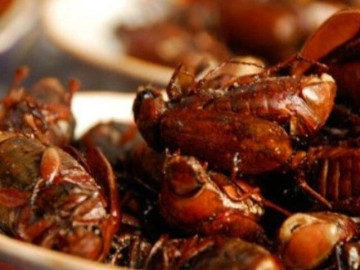 Đặc sản từ lòng đất chỉ có vào mùa mưa nhìn thôi đã khiếp sợ nay khiến thực khách tò mò, giá 300.000 đồng/kg