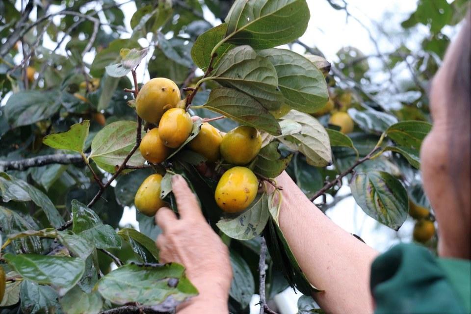 Thời gian thu hoạch hồng giòn thường rơi vào khoảng tháng 8-11 hằng năm.