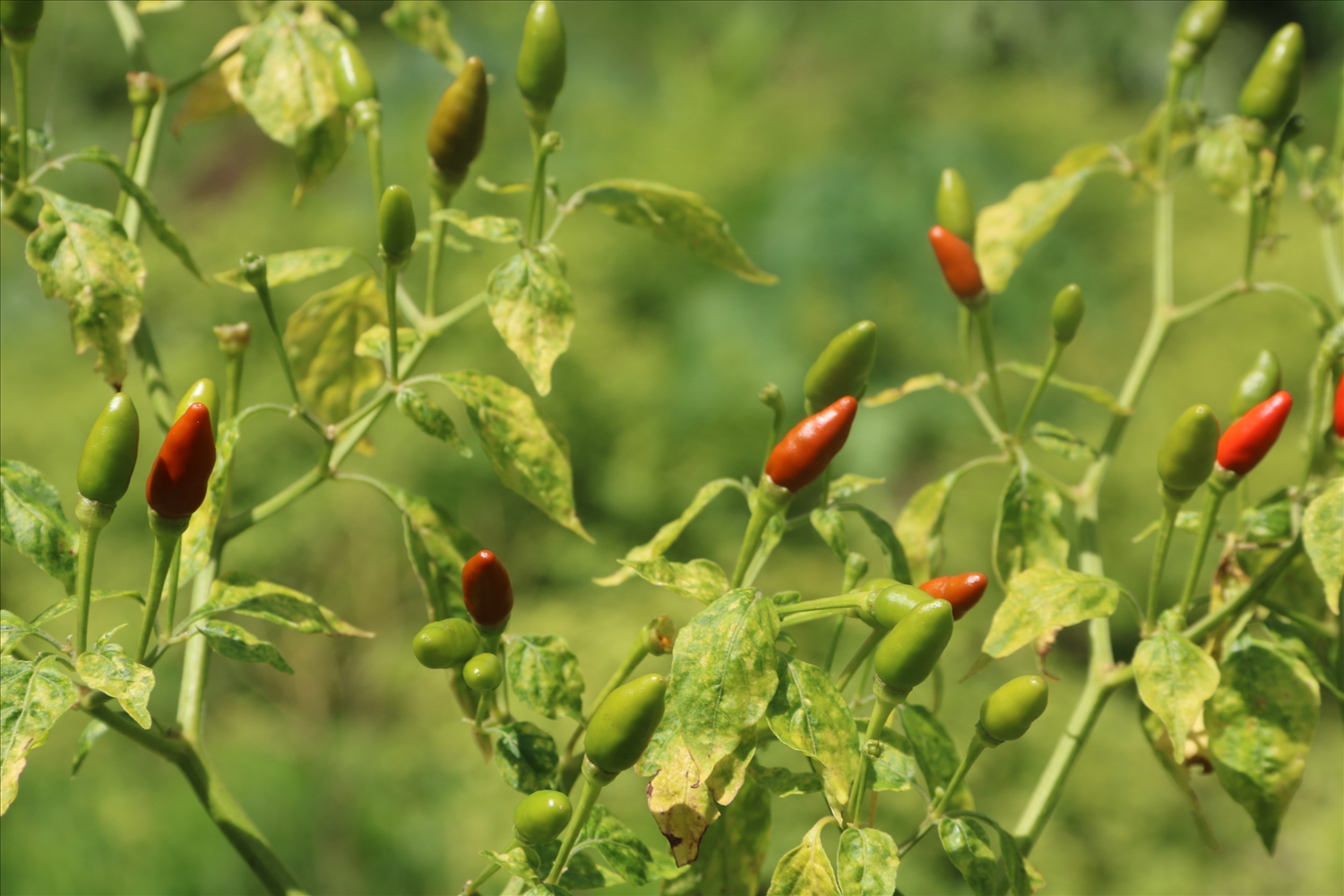 Bí quyết để nông dân làm giàu nhờ giống cây này là phải thường xuyên tỉa lá, làm cỏ và kiểm tra sâu bệnh để xử lý kịp thời, nhất là vào mùa mưa.