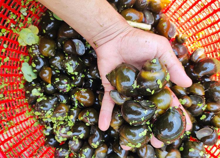 Tận dụng phụ phẩm nông nghiệp sẵn có, người nuôi vừa tiết kiệm chi phí vừa đảm bảo cho ốc nguồn dinh dưỡng dồi dào. Chỉ sau 5-6 tháng chăm sóc, ốc có thể đạt kích cỡ thương phẩm, mang lại nguồn thu ổn định.