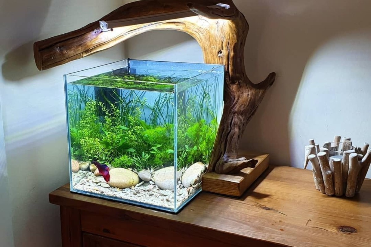 Hình dáng hồ cá cũng quan trọng, bể tròn tượng trưng cho “Kim sinh Thủy”, còn bể chữ nhật mang yếu tố tương sinh, đều mang lại năng lượng thuận lợi. Trong khi bể hình vuông lại bị coi là “Thổ khắc Thủy”, nên hạn chế sử dụng.