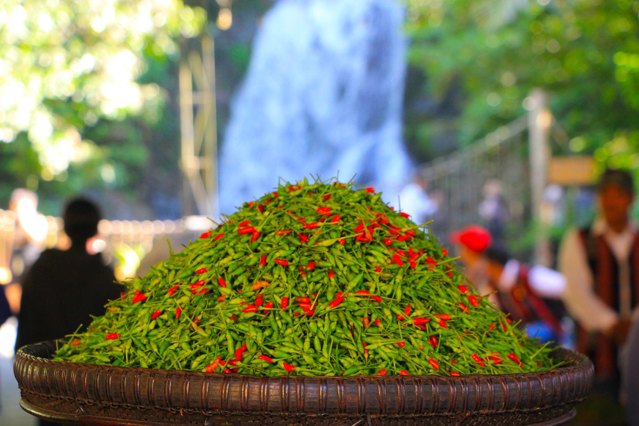 Ớt A Riêu được ví như “vàng xanh” của bà con nông dân khi giúp họ đổi đời.