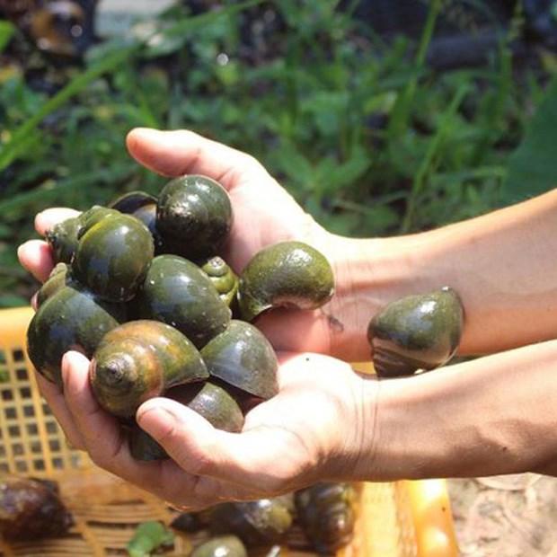 Ốc nhồi được đánh giá là dễ tính, điểm quan trọng mấu chốt trong việc nuôi, phát triển con giống là môi trường nước phải sạch, đáp ứng đủ thức ăn.