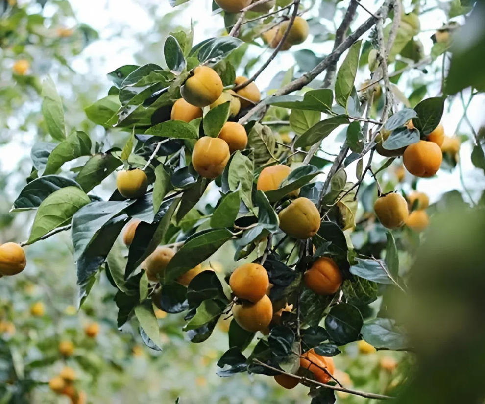 Giá hồng giòn trên thị trường 25.000 - 80.000 đồng/kg, tùy theo xuất xứ, kích cỡ quả. Hiện nay, có nhiều giống hồng giòn phổ biến như hồng giòn Mộc Châu, hồng giòn Lục Yên, hồng giòn Sơn La, hồng giòn trứng đá Đà Lạt…