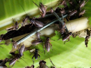 Tin tức - Nghề lạ ở Việt Nam: Nuôi loài vật kêu vang nhà, sau một tháng là bán lấy tiền, trở thành đặc sản nổi tiếng giá 200.000 đồng/kg