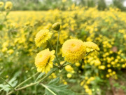 Tin tức - Anh nông dân Hưng Yên đổi đời nhờ hoa "tiến vua", vàng rực cả góc trời, là loại dược liệu quý có mùi thơm như nước hoa